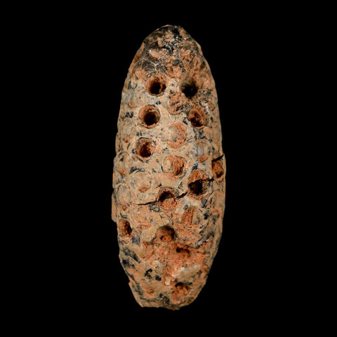 XL 2.3" Fossil Pine Cone Equicalastrobus Replaced By Agate Eocene Age Seeds Fruit