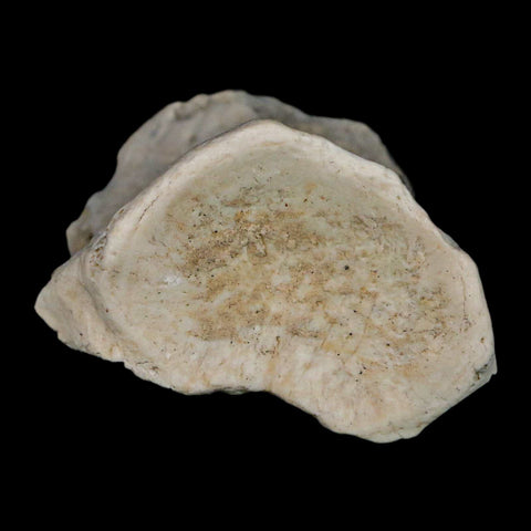 2.1" Brontothere Fossil Vertebrae Bone Eocene Age Badlands S Dakota Titanothere COA - Fossil Age Minerals
