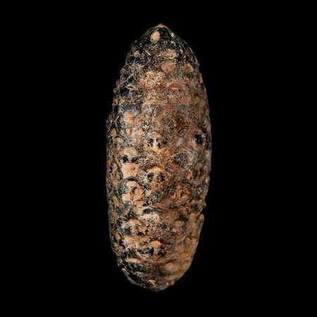 2" Fossil Pine Cone Equicalastrobus Replaced By Agate Eocene Age Seeds Fruit