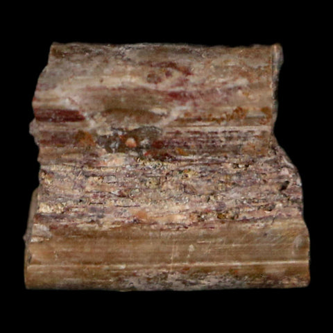 0.3" Dimetrodon Sail Spine Bone Fossil Permian Age Waurika Oklahoma COA, Display - Fossil Age Minerals