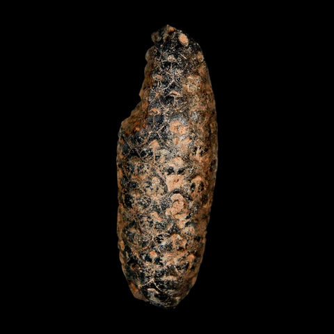 2" Fossil Pine Cone Equicalastrobus Replaced By Agate Eocene Age Seeds Fruit - Fossil Age Minerals