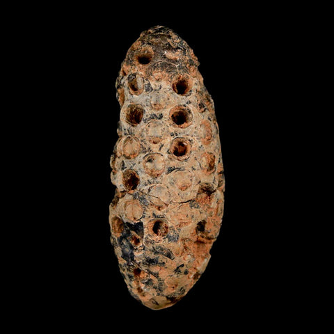 XL 2.3" Fossil Pine Cone Equicalastrobus Replaced By Agate Eocene Age Seeds Fruit
