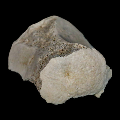 2.1" Brontothere Fossil Vertebrae Bone Eocene Age Badlands S Dakota Titanothere COA - Fossil Age Minerals