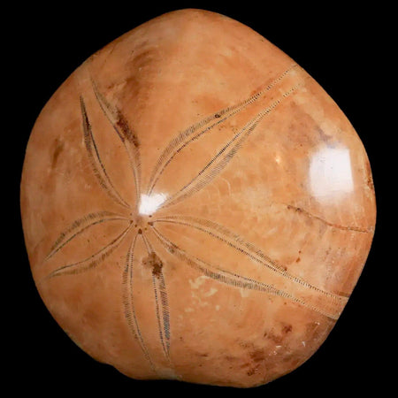 69MM Pygurus Marmonti Sea Urchin Fossil Sand Dollar Jurassic Age Madagascar