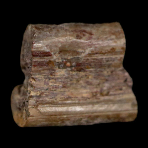 0.3" Dimetrodon Sail Spine Bone Fossil Permian Age Waurika Oklahoma COA, Display - Fossil Age Minerals