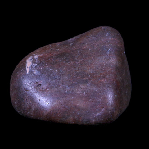 1.4" Sauropod Dinosaur Stomach Stone Gastrolith Rock Gizzard Stone COA - Fossil Age Minerals