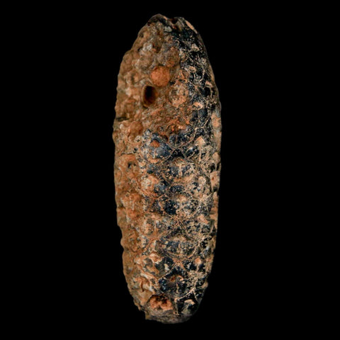 2" Fossil Pine Cone Equicalastrobus Replaced By Agate Eocene Age Seeds Fruit - Fossil Age Minerals