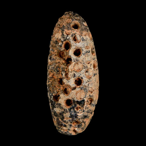 XL 2.3" Fossil Pine Cone Equicalastrobus Replaced By Agate Eocene Age Seeds Fruit