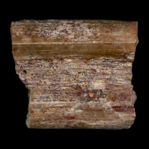 0.3" Dimetrodon Sail Spine Bone Fossil Permian Age Waurika Oklahoma COA, Display - Fossil Age Minerals