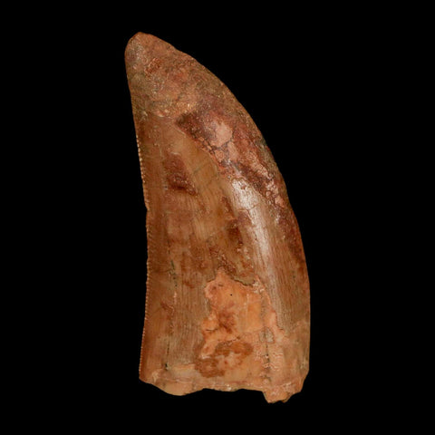 1.8" Carcharodontosaurus Fossil Tooth Cretaceous Dinosaur Morocco COA Stand
