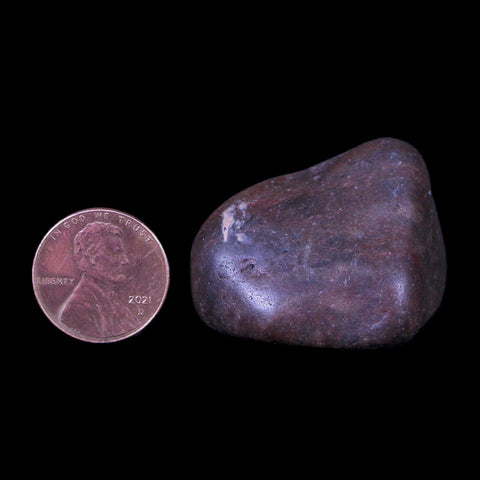 1.4" Sauropod Dinosaur Stomach Stone Gastrolith Rock Gizzard Stone COA - Fossil Age Minerals