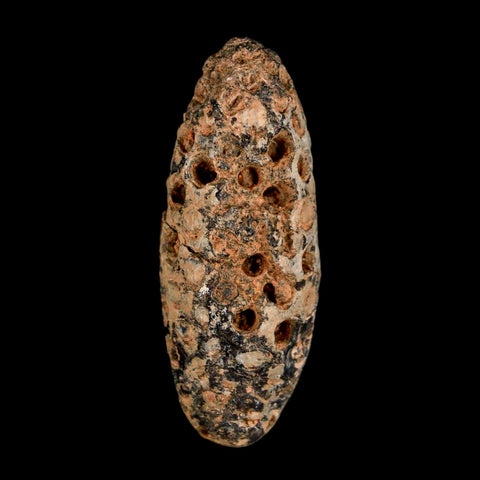 XL 2.3" Fossil Pine Cone Equicalastrobus Replaced By Agate Eocene Age Seeds Fruit