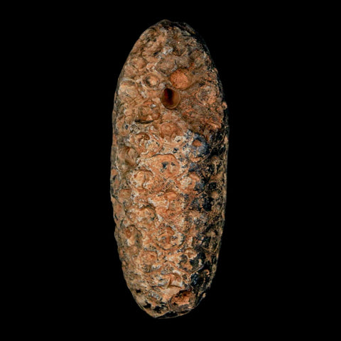 2" Fossil Pine Cone Equicalastrobus Replaced By Agate Eocene Age Seeds Fruit - Fossil Age Minerals