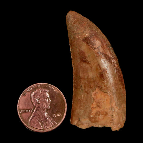 1.8" Carcharodontosaurus Fossil Tooth Cretaceous Dinosaur Morocco COA Stand