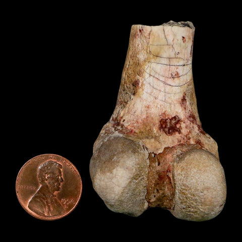 2.1" Brontothere Fossil Limb Bone Eocene Age Badlands S Dakota Titanothere COA - Fossil Age Minerals