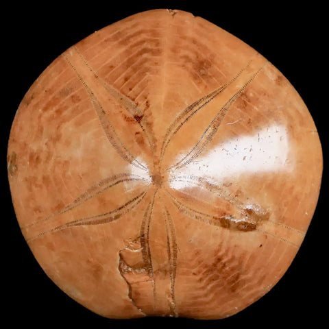 65MM Pygurus Marmonti Sea Urchin Fossil Sand Dollar Jurassic Age Madagascar - Fossil Age Minerals