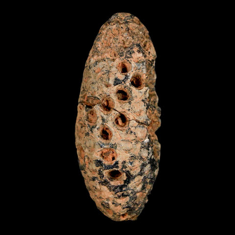 XL 2.3" Fossil Pine Cone Equicalastrobus Replaced By Agate Eocene Age Seeds Fruit