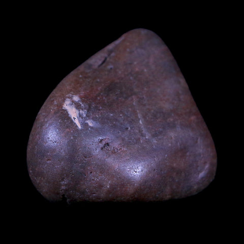 1.4" Sauropod Dinosaur Stomach Stone Gastrolith Rock Gizzard Stone COA - Fossil Age Minerals