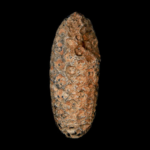 2" Fossil Pine Cone Equicalastrobus Replaced By Agate Eocene Age Seeds Fruit - Fossil Age Minerals