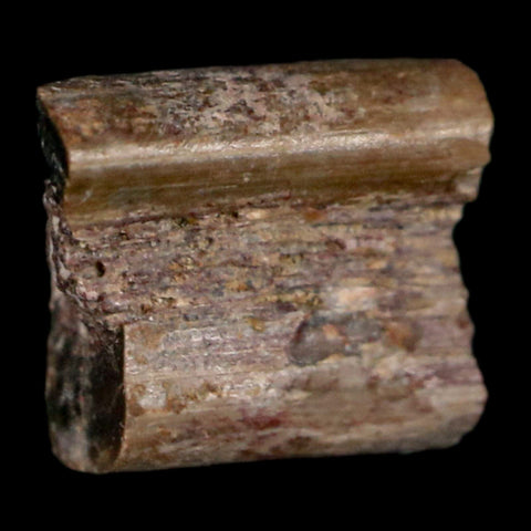 0.3" Dimetrodon Sail Spine Bone Fossil Permian Age Waurika Oklahoma COA, Display - Fossil Age Minerals