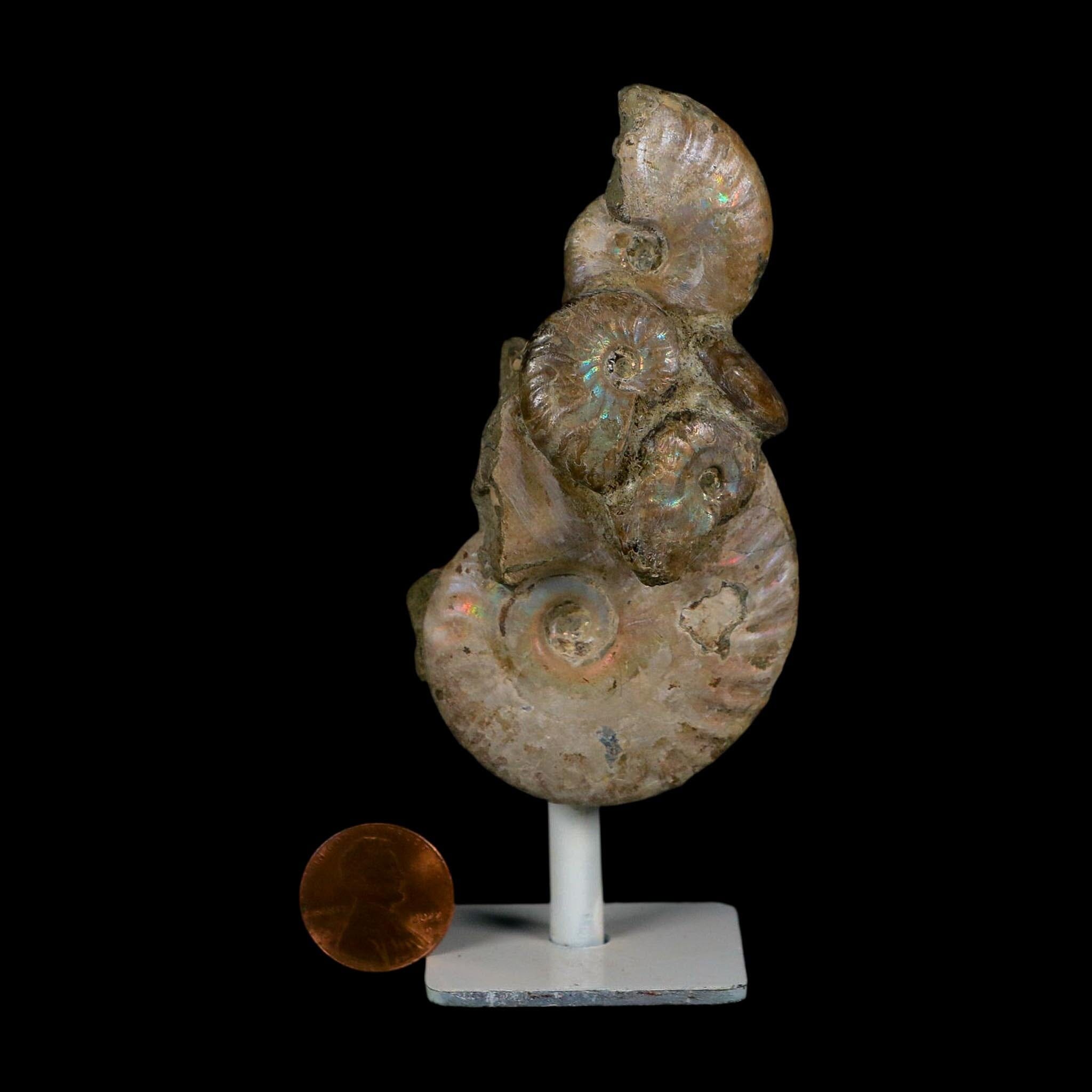 4.2" Cleoniceras Opalized Ammonites Fossil Cluster on Stand Madagascar Jurassic Age