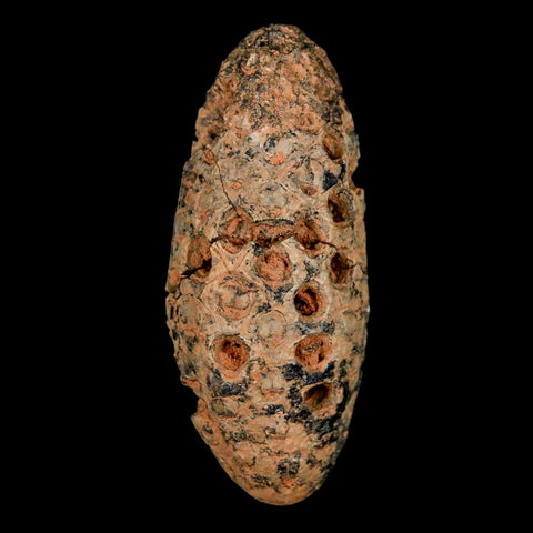 XL 2.3" Fossil Pine Cone Equicalastrobus Replaced By Agate Eocene Age Seeds Fruit