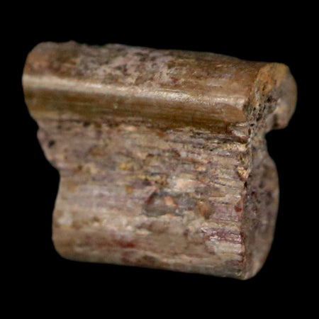 0.3" Dimetrodon Sail Spine Bone Fossil Permian Age Waurika Oklahoma COA, Display