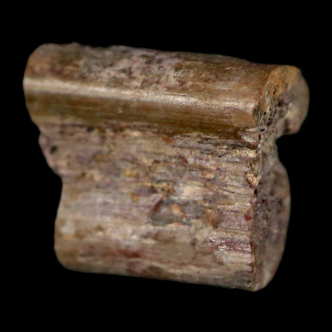 0.3" Dimetrodon Sail Spine Bone Fossil Permian Age Waurika Oklahoma COA, Display - Fossil Age Minerals