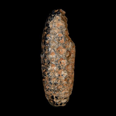 2" Fossil Pine Cone Equicalastrobus Replaced By Agate Eocene Age Seeds Fruit - Fossil Age Minerals