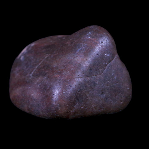 1.4" Sauropod Dinosaur Stomach Stone Gastrolith Rock Gizzard Stone COA - Fossil Age Minerals