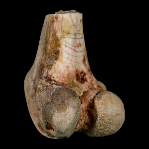 2.1" Brontothere Fossil Limb Bone Eocene Age Badlands S Dakota Titanothere COA - Fossil Age Minerals