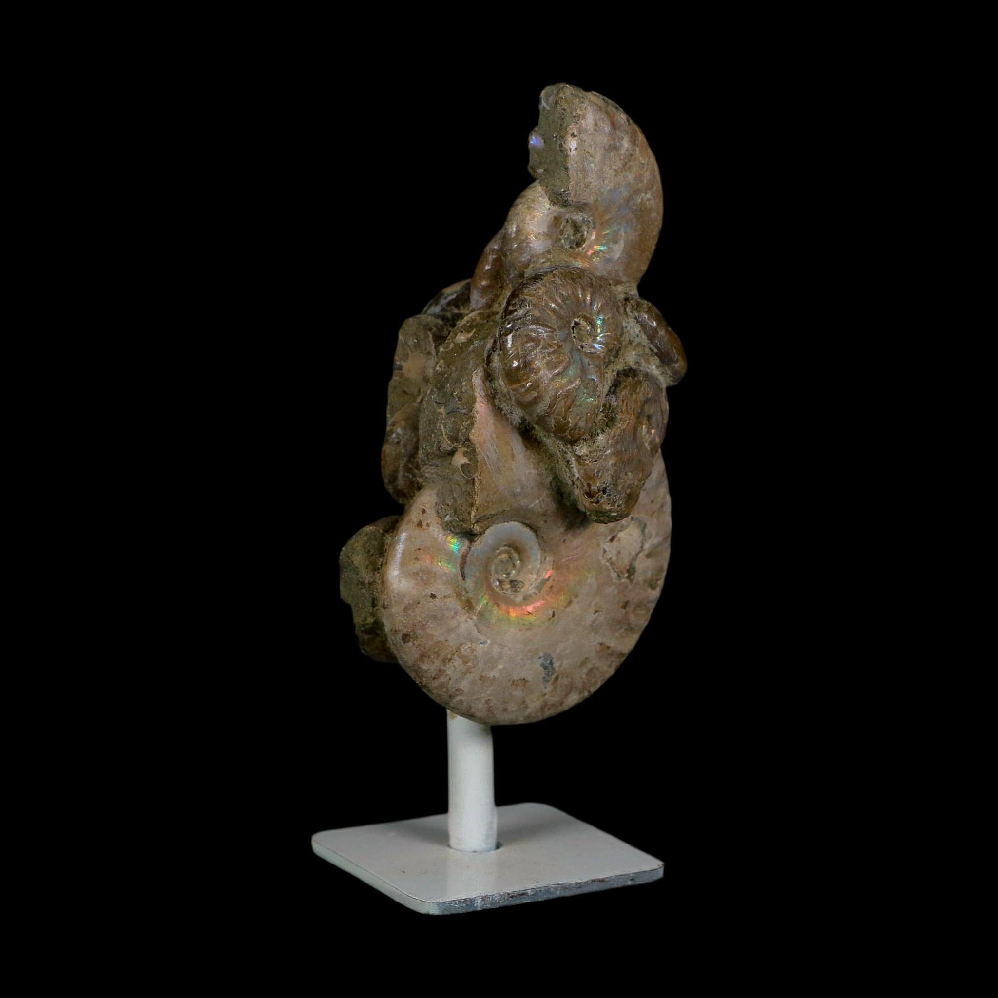 4.2" Cleoniceras Opalized Ammonites Fossil Cluster on Stand Madagascar Jurassic Age