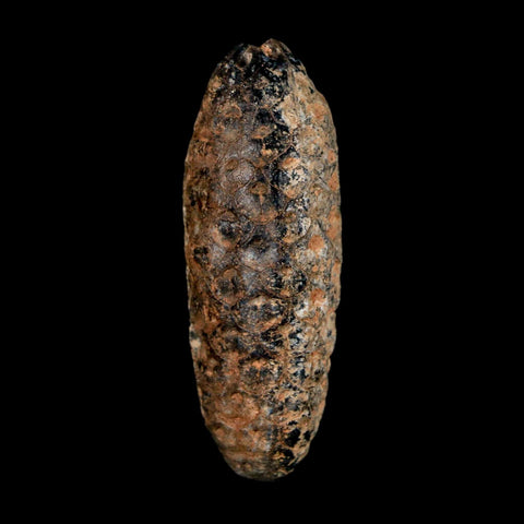 2" Fossil Pine Cone Equicalastrobus Replaced By Agate Eocene Age Seeds Fruit - Fossil Age Minerals