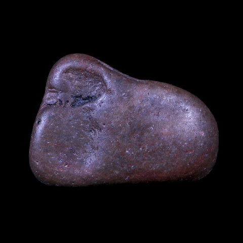 1.4" Sauropod Dinosaur Stomach Stone Gastrolith Rock Gizzard Stone COA - Fossil Age Minerals