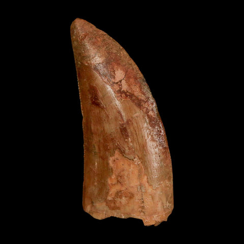 1.8" Carcharodontosaurus Fossil Tooth Cretaceous Dinosaur Morocco COA Stand