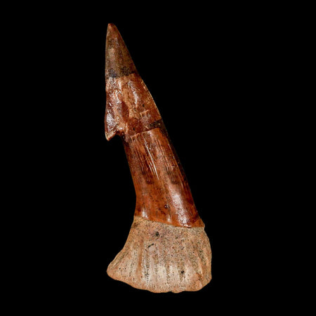 XL 3.1" Sawfish Fossil Tooth Barb Onchopristis Numidus Cretaceous Dinosaur Era COA