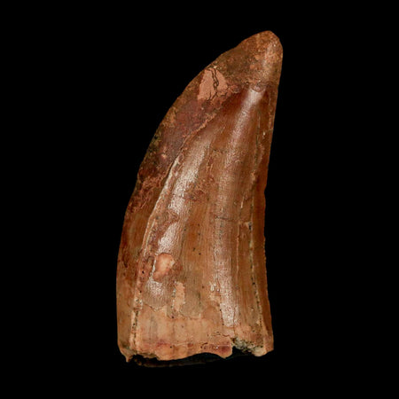 1.8" Carcharodontosaurus Fossil Tooth Cretaceous Dinosaur Morocco COA Stand