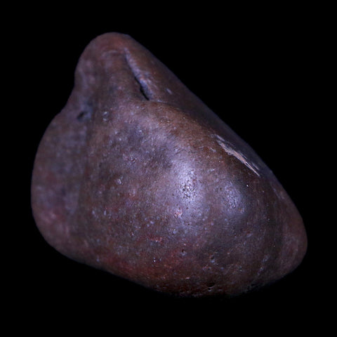 1.4" Sauropod Dinosaur Stomach Stone Gastrolith Rock Gizzard Stone COA - Fossil Age Minerals