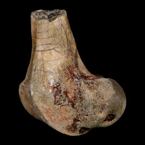 2.1" Brontothere Fossil Limb Bone Eocene Age Badlands S Dakota Titanothere COA - Fossil Age Minerals