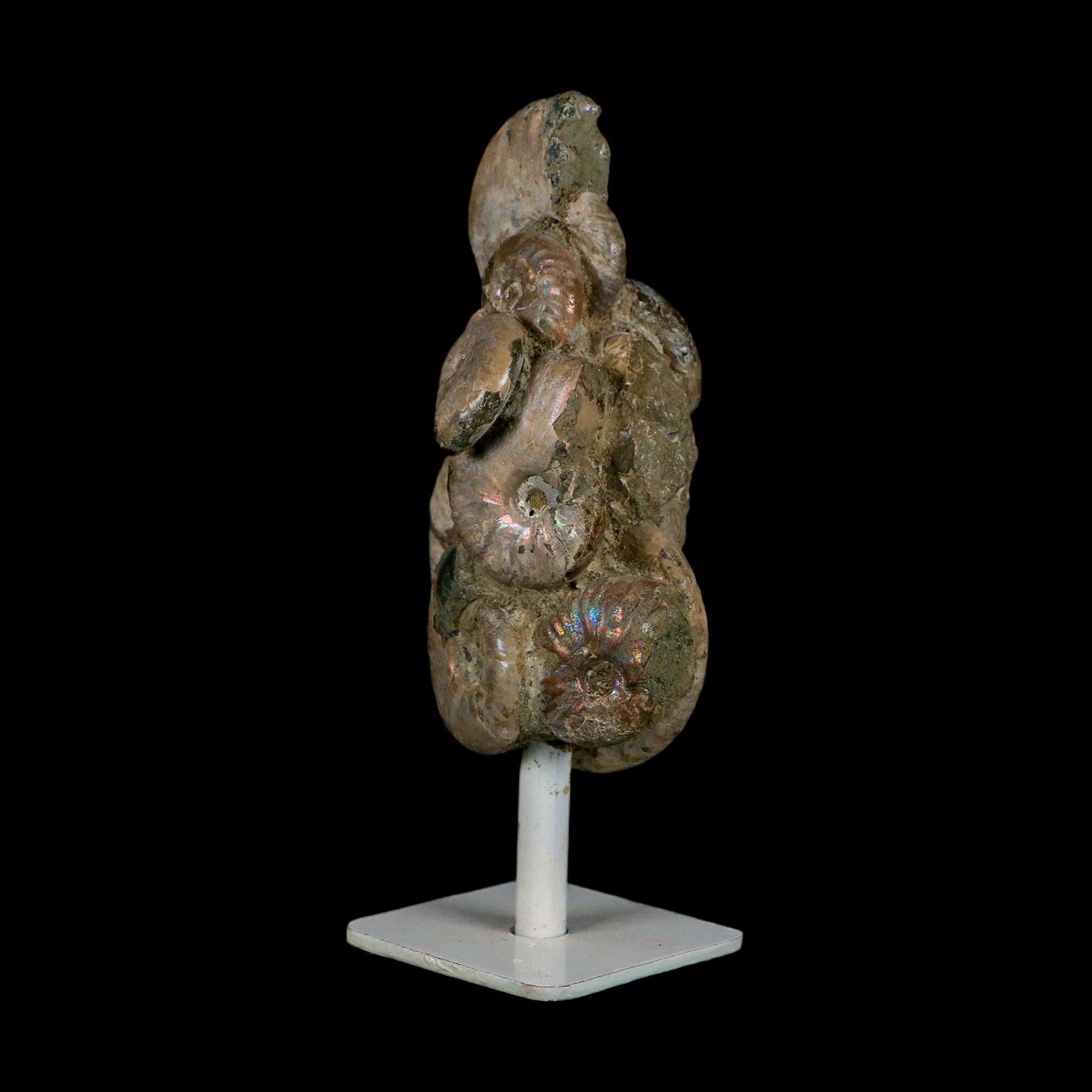 4.2" Cleoniceras Opalized Ammonites Fossil Cluster on Stand Madagascar Jurassic Age
