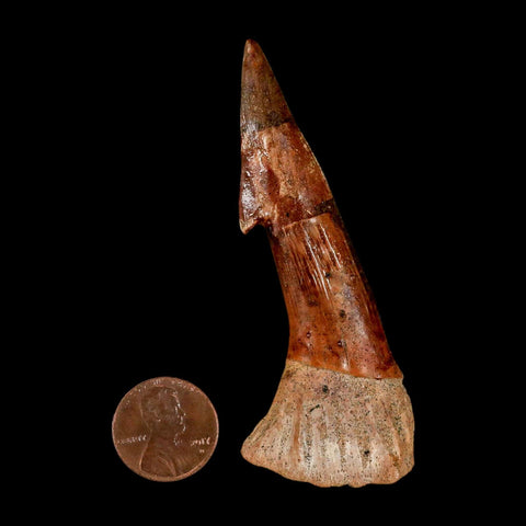 XL 3.1" Sawfish Fossil Tooth Barb Onchopristis Numidus Cretaceous Dinosaur Era COA
