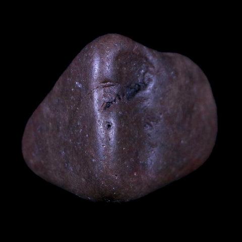 1.4" Sauropod Dinosaur Stomach Stone Gastrolith Rock Gizzard Stone COA - Fossil Age Minerals