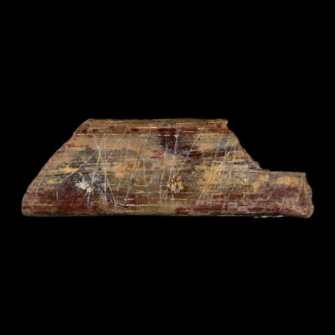 0.5" Dimetrodon Sail Spine Bone Fossil Permian Age Waurika Oklahoma COA, Display - Fossil Age Minerals