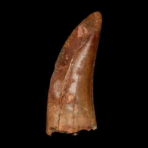 1.8" Carcharodontosaurus Fossil Tooth Cretaceous Dinosaur Morocco COA Stand