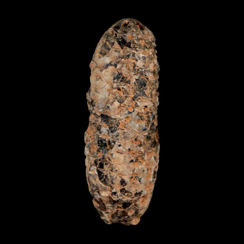 XL 2.3" Fossil Pine Cone Equicalastrobus Replaced By Agate Eocene Age Seeds Fruit - Fossil Age Minerals