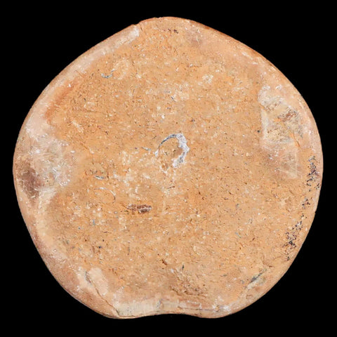 65MM Pygurus Marmonti Sea Urchin Fossil Sand Dollar Jurassic Age Madagascar - Fossil Age Minerals