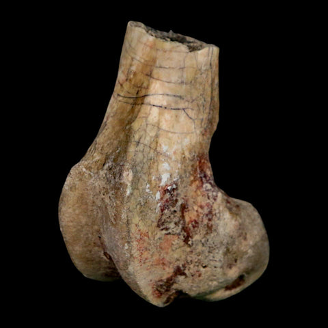 2.1" Brontothere Fossil Limb Bone Eocene Age Badlands S Dakota Titanothere COA - Fossil Age Minerals