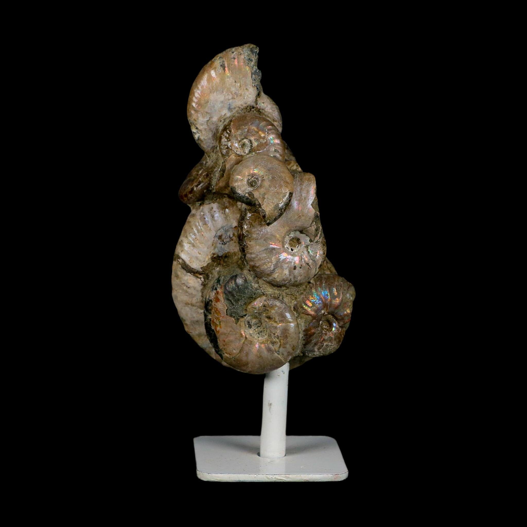 4.2" Cleoniceras Opalized Ammonites Fossil Cluster on Stand Madagascar Jurassic Age