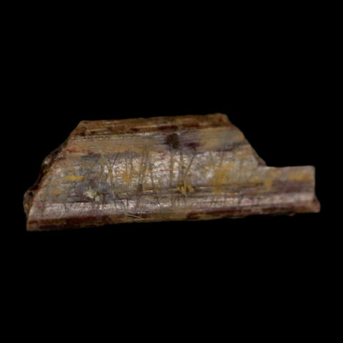 0.5" Dimetrodon Sail Spine Bone Fossil Permian Age Waurika Oklahoma COA, Display - Fossil Age Minerals