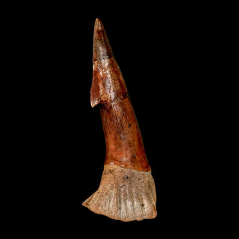 XL 3.1" Sawfish Fossil Tooth Barb Onchopristis Numidus Cretaceous Dinosaur Era COA